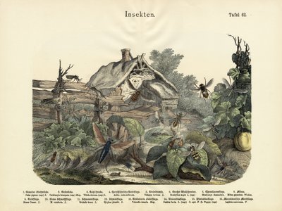 昆虫、1860年頃 作： German School